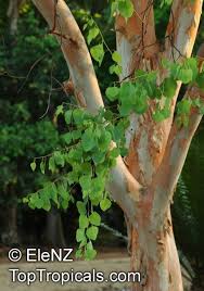Image result for Eucalyptus sp.