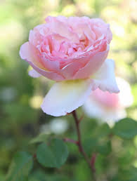 Jul 02, 2021 · déjà 10 ans de mariage. 5 Best Cottage Garden Roses To Grow In Your Yard Hydrangea Treehouse