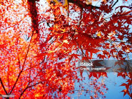 Abstract Photo Of Red Maple Leaves Stock Photo