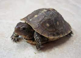 3 Toed Box Turtle