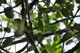 Image result for Dovyalis zeyheri