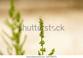 Image result for Echinochloa colona