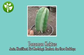 Tanaman Kaktus Jenis Klasifikasi Ciri Morfologi Manfaat Dan Cara Budidaya Dosenpertanian Com