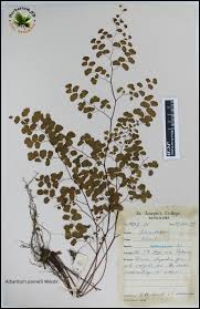 Image result for Adiantum poiretii