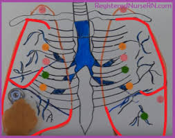 Lung Auscultation Points Sounds