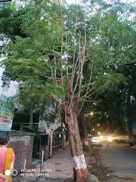 Image result for Monotes engleri