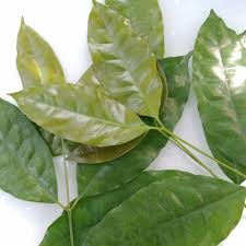 Check spelling or type a new query. Daun Melinjo Muda Segar 50 Gram Bumbu Masakan Shopee Indonesia