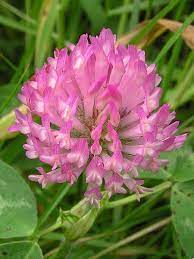Red Clover Herb Uses Side Effects And Benefits Clover Flower Red Clover Benefits Medicinal Herbs
