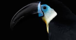 Image result for Ceropegia namuliensis