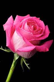 Flower clipart pink alphabet m with black background download. Hot Pink Rose On Black Background Stock Photo Image Of Closeup Pink 23436094