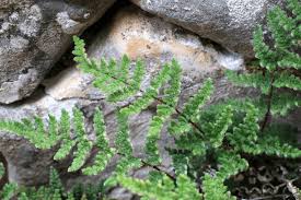 Image result for Cheilanthes inaequalis