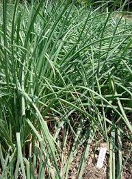 Allium Chinense Rakkyo Pfaf Plant Database Herbs Allium Plants