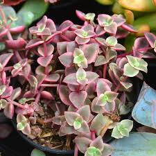 Think about different containers it will make your life so much fun. Pin On Garden