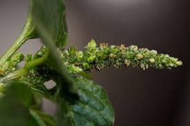 Image result for Amaranthus blitum