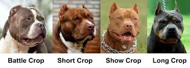 Show Crop Bottle Crop Long Crop Short Crop Bully Breeds Dogs Puppy Owner Bully Dog