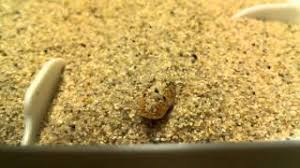 We provide aggregated results from multiple you can easily access information about arabian sand boa for sale by clicking on the most relevant. Real Monstrosities Arabian Sand Boa