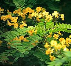 Tipuana tipu yellow jacaranda tree. Tipuana Tipu At San Marcos Growers
