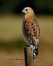 Identification Birds Of Prey In Georgia Red Shouldered Hawk Whatbird Com Hawk Bird Pet Birds Birds Of Georgia
