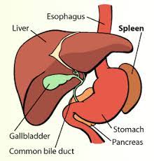 Department Of Surgery Splenectomy Pediatric