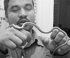 Common wolf snake, not cobra in Assembly