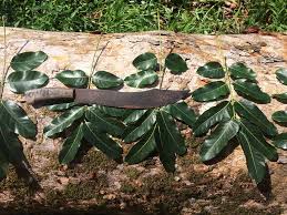 Image result for Khaya