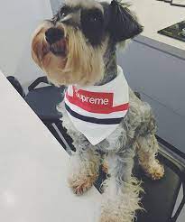シュプリーム 犬用バンダナ supreme ペット用スカーフ おしゃれ 犬用首輪 supreme 個性派 犬用品 小型犬用 大型犬用 柴犬 チワワ用 犬 バンダナ 犬用品 犬 食事