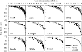 Root Distribution By Depth For Temperate Agricultural Crops