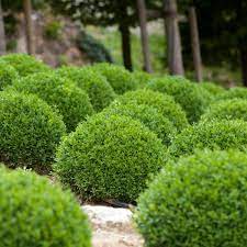 We did not find results for: Dwarf English Boxwood Naturehills Com