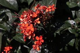 Image result for Clerodendrum splendens