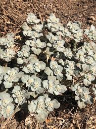 Image result for Croton polytrichus