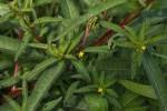 Image result for Ludwigia jussiaeoides