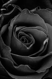 26 Black Rose Iphone Wallpapers Wallpaperboat Hd wallpapers black and white images amoled wallpaper black panther marvel dark wallpaper yellow wallpaper black car blue wallpapers red wallpapers pink wallpaper. 26 black rose iphone wallpapers