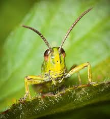 Macro Photography Lighting Tips Amateur Photographer