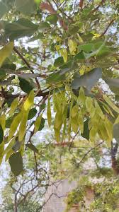 Image result for Dalbergia sissoo