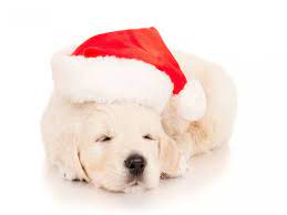 Animal Puppy Labrador Retriever Animal Sleeping Cute Christmas Santa Hat Wallpaper Christmas Puppy Golden Retriever Puppy Retriever Puppy