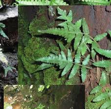 Image result for Blotiella bouxiniana