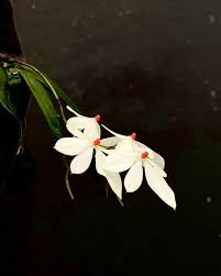 Image result for Eggelingia ligulifolia