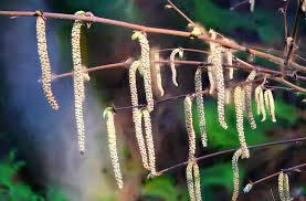 Image result for Pycnostachys coerulea