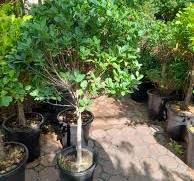Ficus Panda Single Head