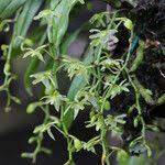 Image result for Kylicanthe