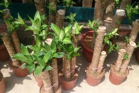 Un albero d'alto fusto dal legno rossiccio; Azione Settimanale Di Migros Ticino Donare Un Tronchetto Della Felicita