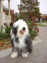 Old English Sheepdog More Info About Pet Dogs Could Be Found At The Image Url Old English Sheepdog Sheepdog English Sheepdog