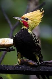 Bird With Red Mohawk And Orange Beak Pin On Birds