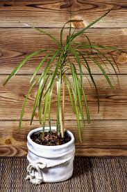 Once you've set up the best soil for your dracaenas, regular maintenance is necessary. Dracaena Plant Propagation Learn How To Propagate A Dracaena Plant