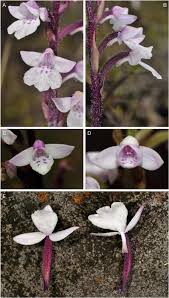 Image result for Cynorkis anacamptoides