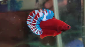 Dwarf guppies east african cichlids eels elephantfish fancy betta fancy guppies flounders freshwater sleepers gobies goodeids gudgeons halfbeaks. Betta Red Fancy Youtube