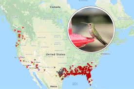 2019 hummingbird migration map find out when to expect