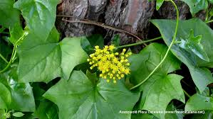 Image result for Delairea odorata