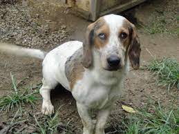 Rest In Peace I Was A Year Old Basset Hound Aussie Mix Who Came In As A Stray And Died Without Knowing What It Was Like To Be A Special Member Of A