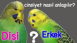 muhabbet kusu cinsiyeti nasil anlasilir disi erkek ayrimi youtube